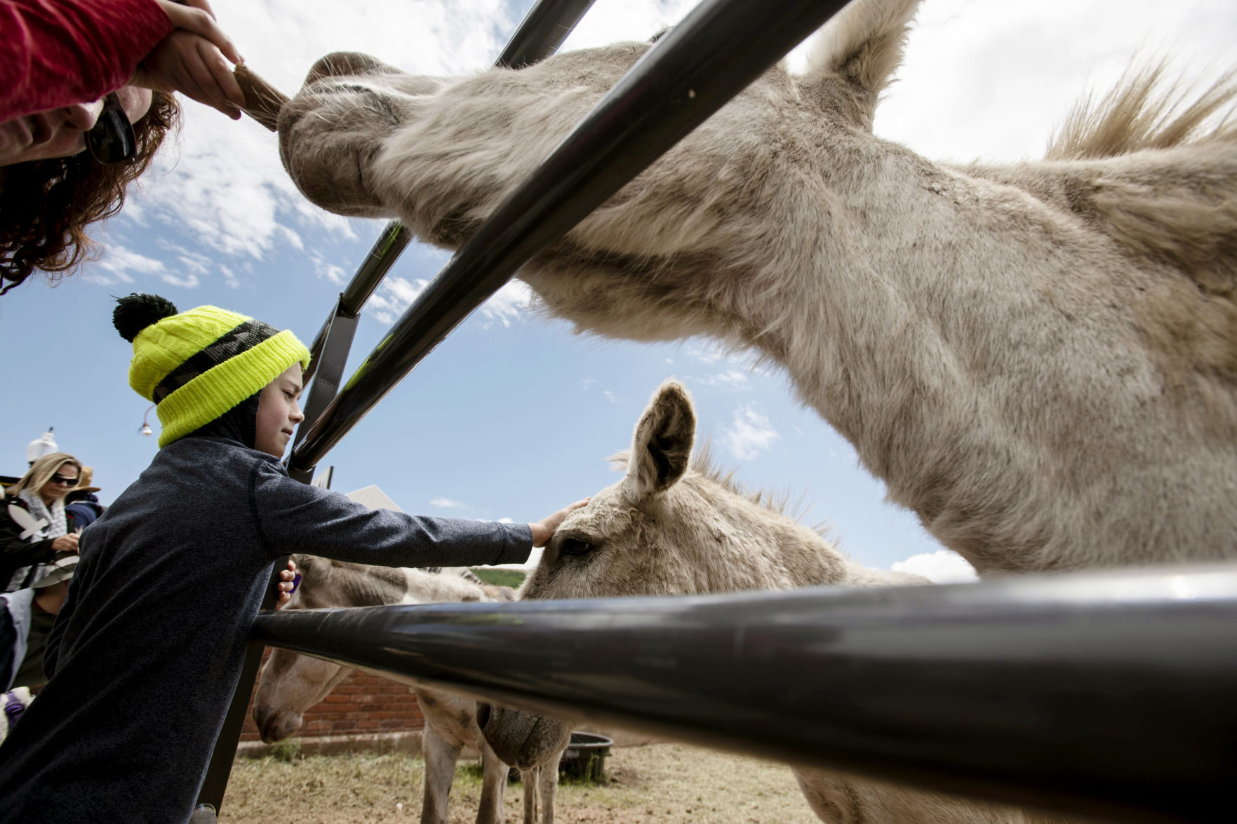062419-news-DonkeyDerby 01.jpg